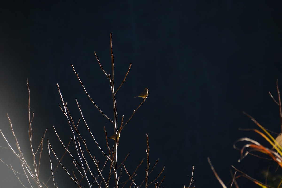 Black-faced Bunting - ML614255226