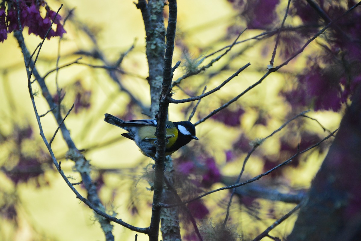 Green-backed Tit - ML614255243