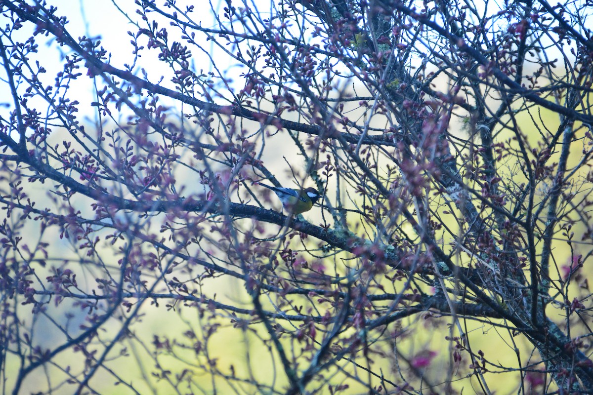 Green-backed Tit - ML614255244
