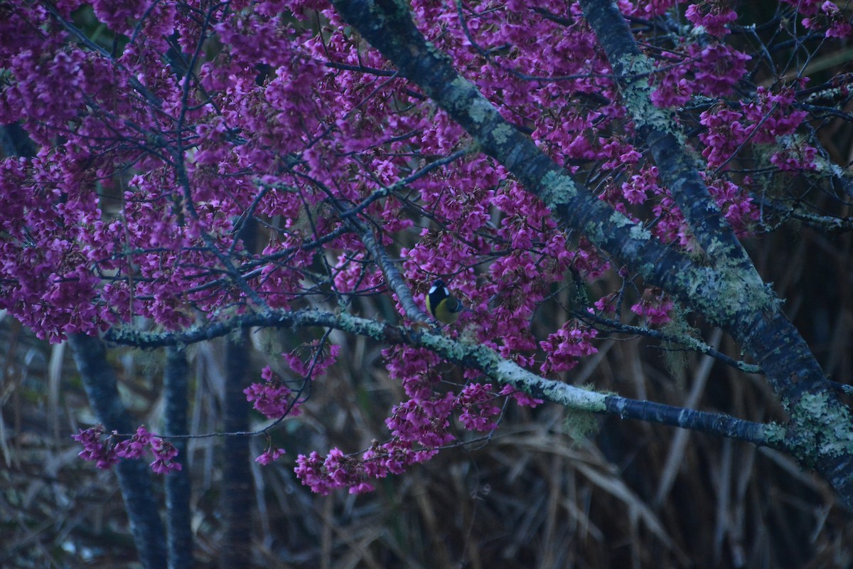 Green-backed Tit - ML614255245