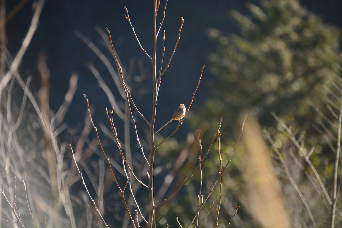 Striped Prinia - ML614255253