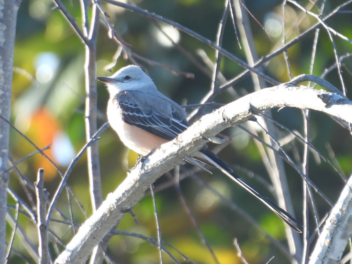 Scissor-tailed Flycatcher - Juan Ramírez