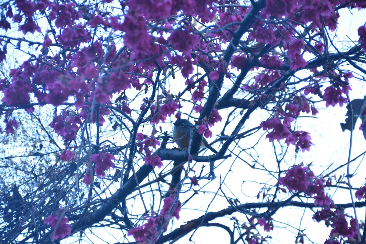 Morrison's Fulvetta - ML614255262