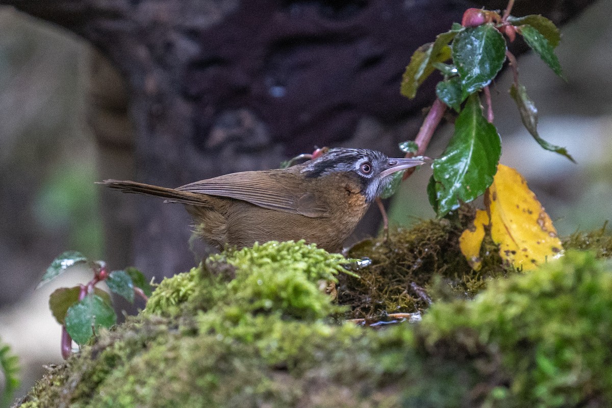 Gray-throated Babbler - ML614255277