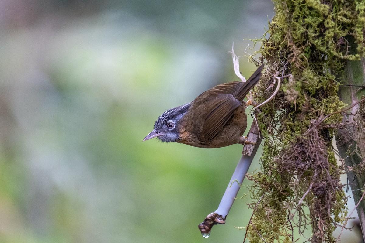 Timalie à tête rayée - ML614255278