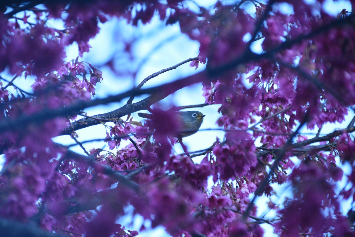 Morrison's Fulvetta - ML614255280