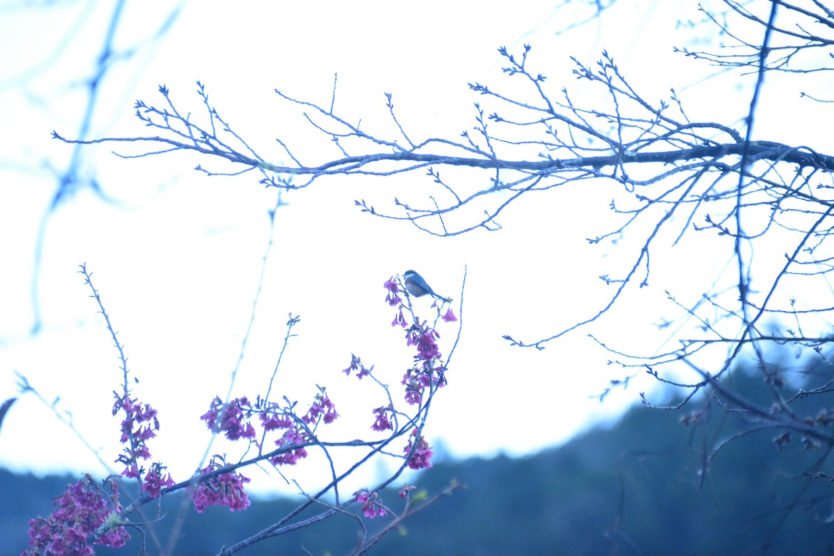 Black-throated Tit - ML614255288