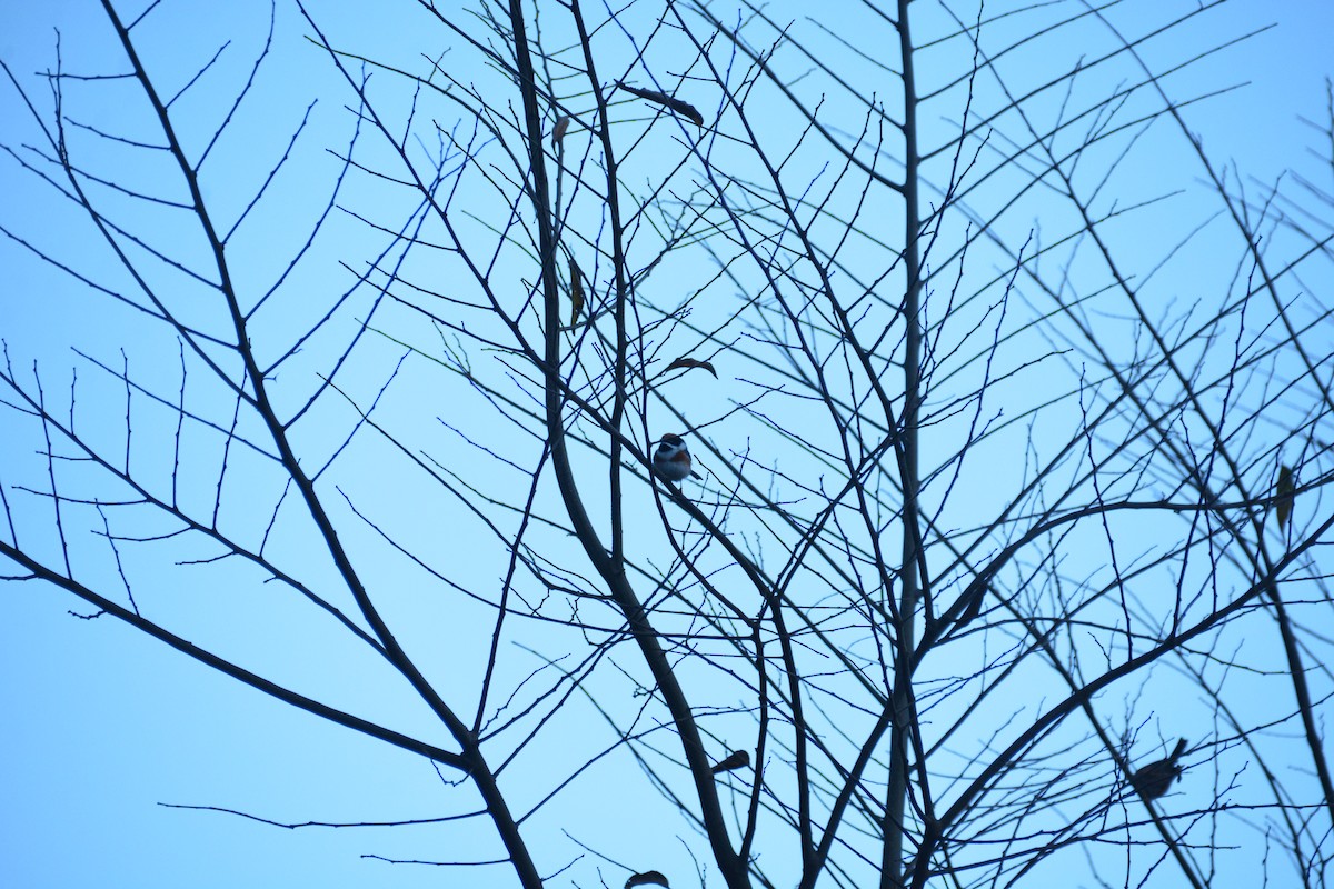 Black-throated Tit - ML614255289