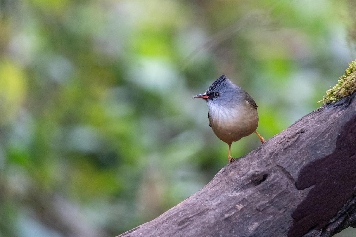 Black-chinned Yuhina - ML614255292