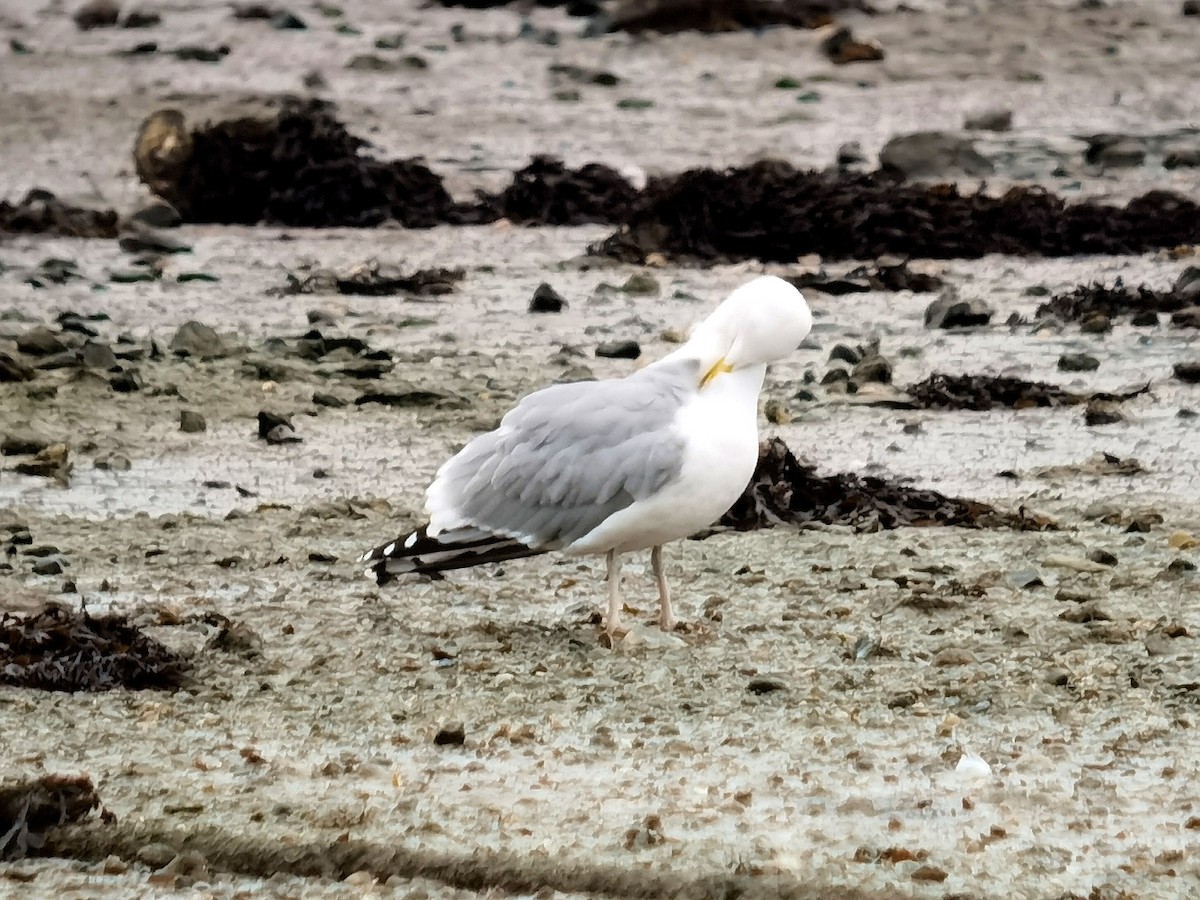 Herring Gull - ML614255301