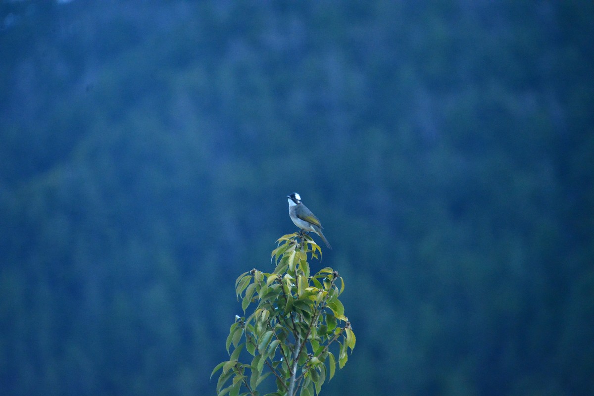 Light-vented Bulbul - ML614255303