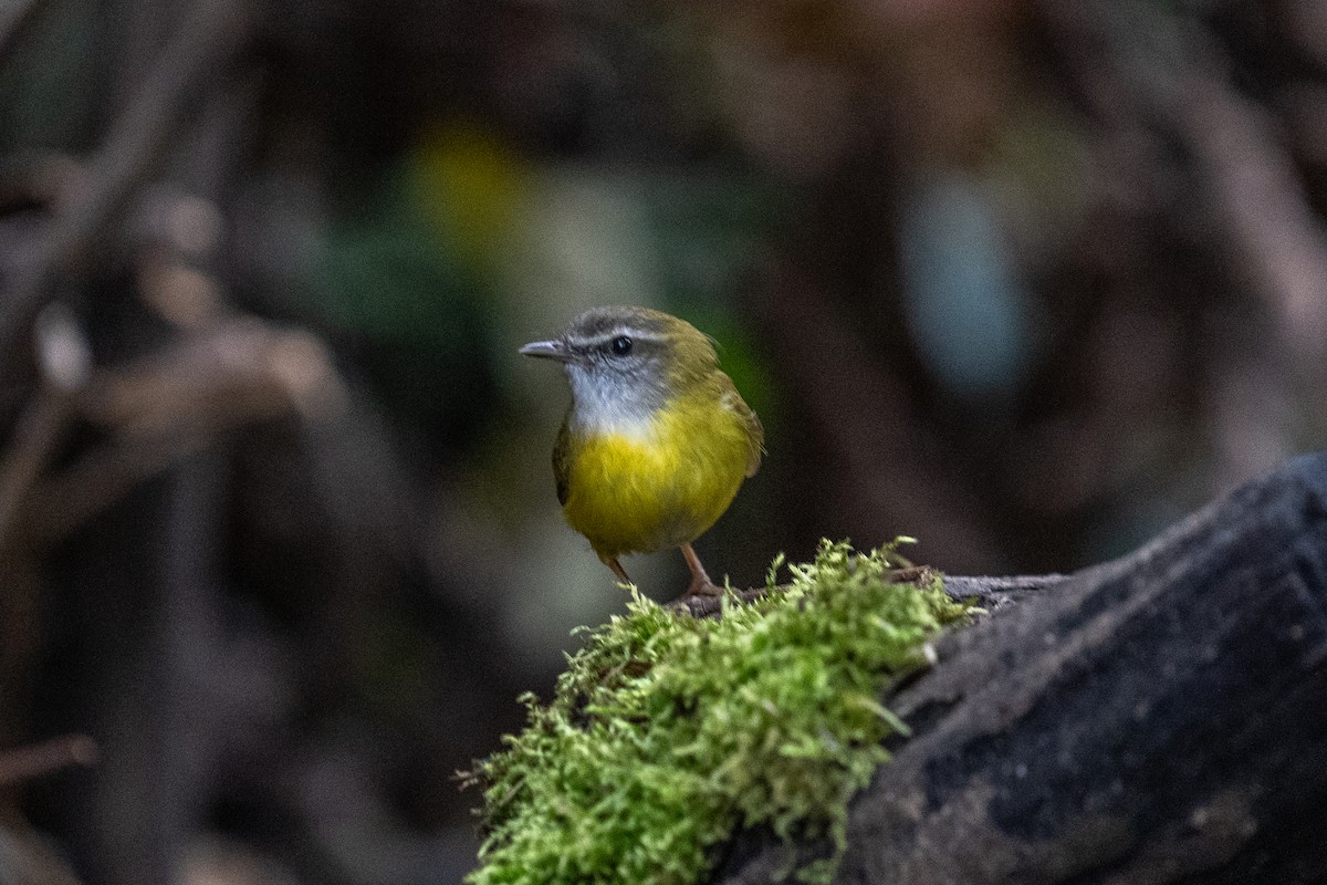 Yellow-bellied Warbler - ML614255318