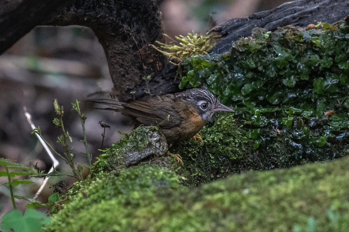 Gray-throated Babbler - ML614255323