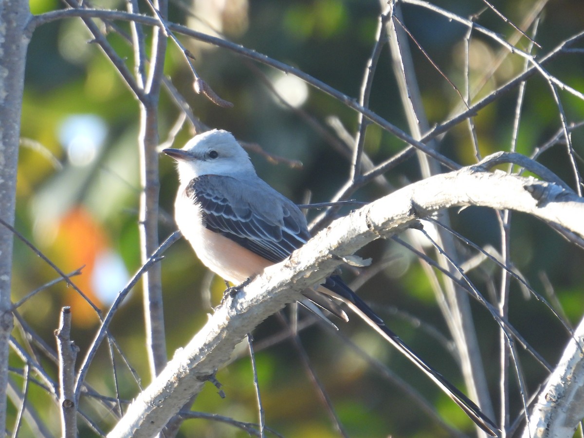 Scissor-tailed Flycatcher - Juan Ramírez