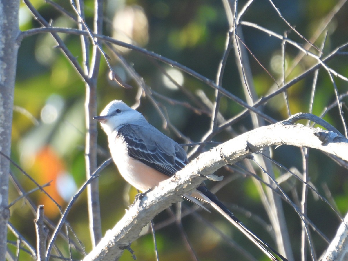 Scissor-tailed Flycatcher - ML614255327