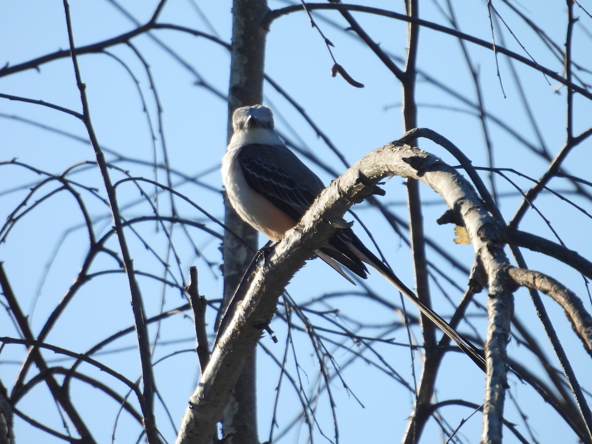 Scissor-tailed Flycatcher - ML614255334