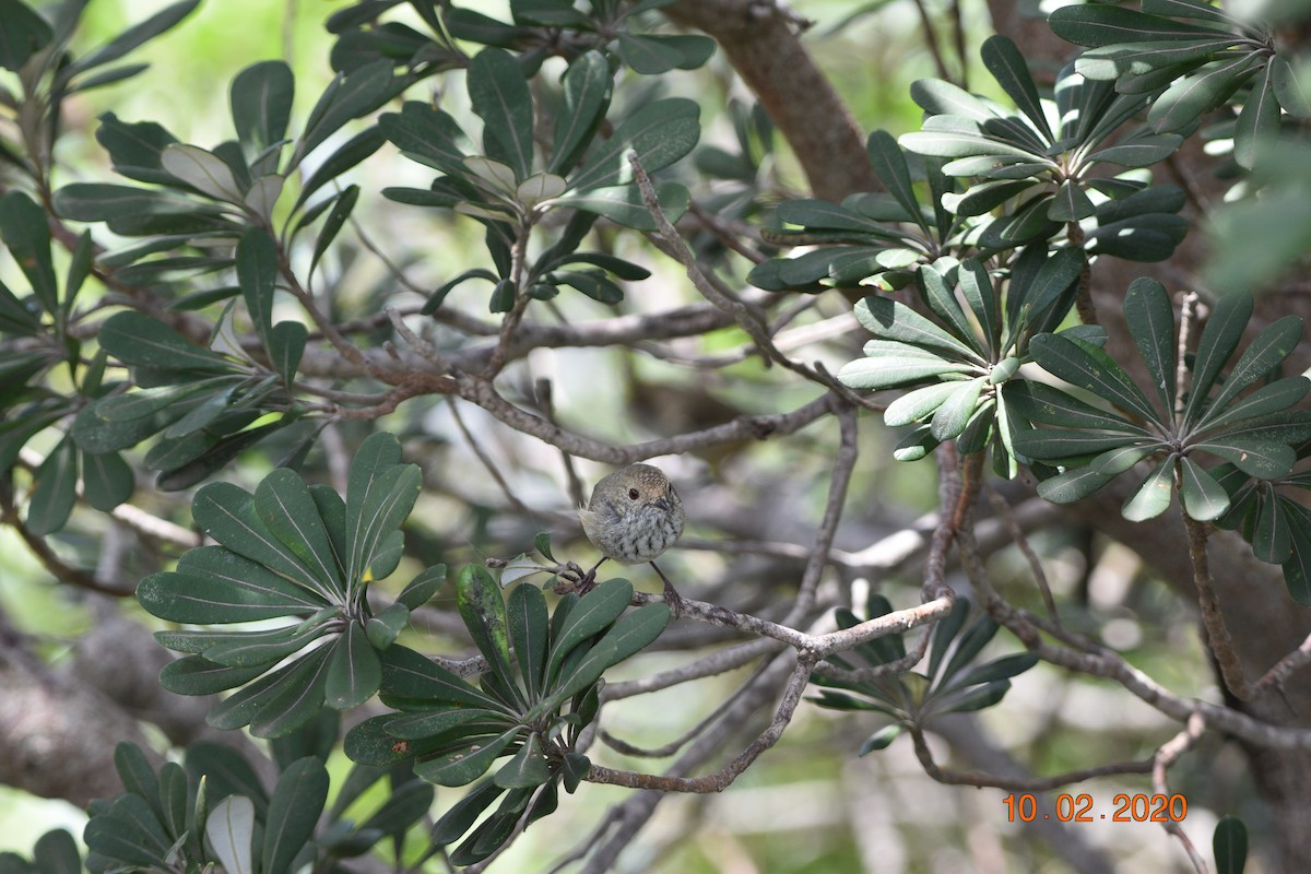 Brown Thornbill - ML614255353