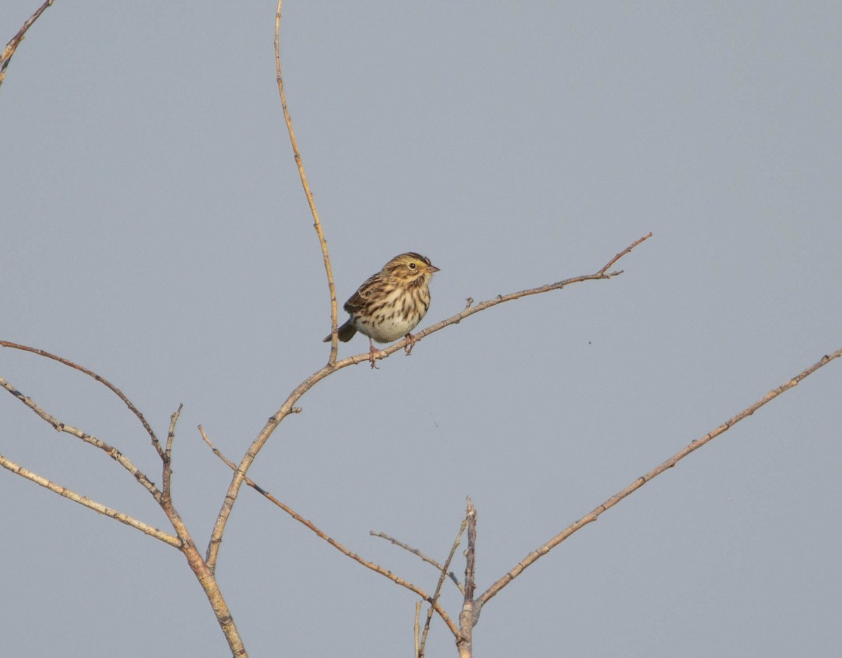 Savannah Sparrow - ML614255370