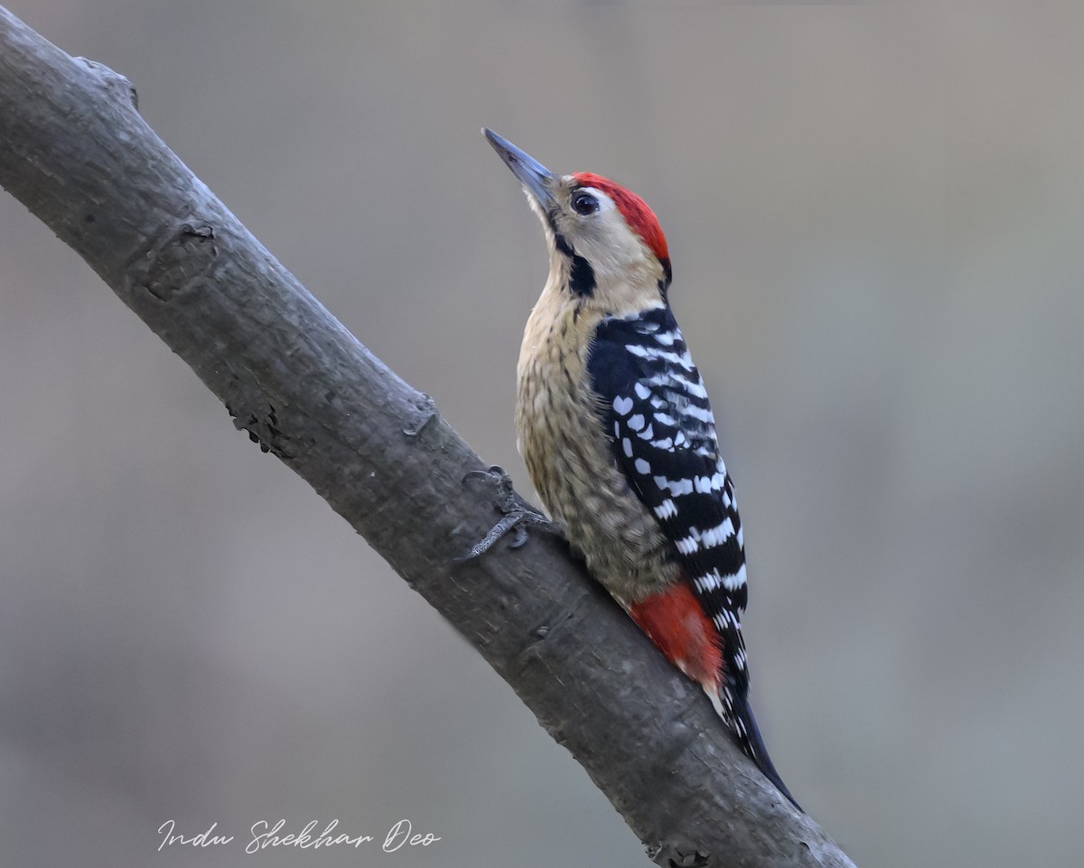 Fulvous-breasted Woodpecker - ML614255402