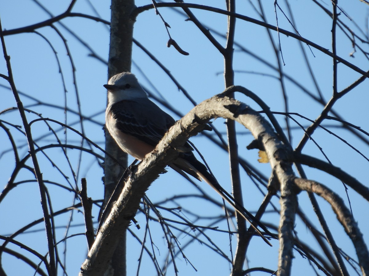 Scissor-tailed Flycatcher - ML614255405