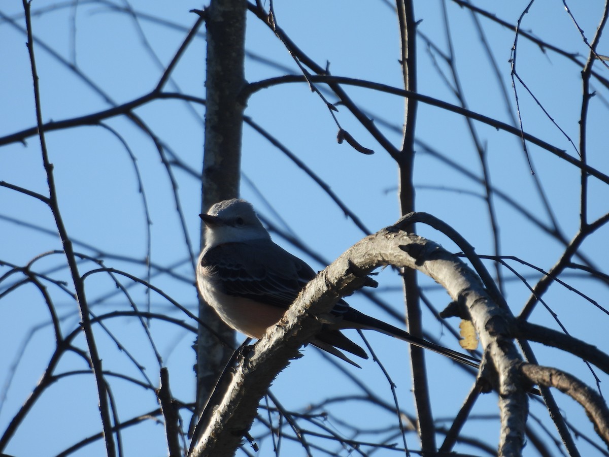 Scissor-tailed Flycatcher - ML614255418