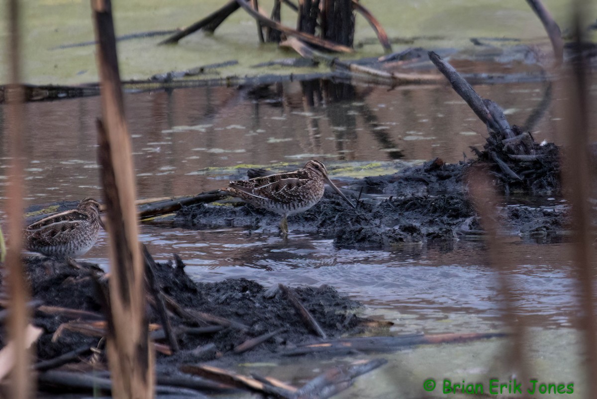 Wilson's Snipe - ML614255429