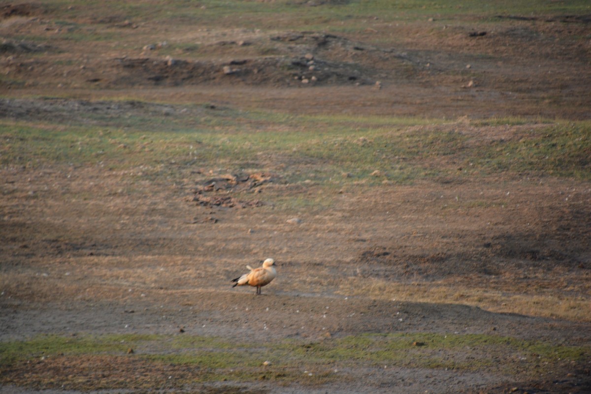 goose sp. - Doulat  Vaghamode