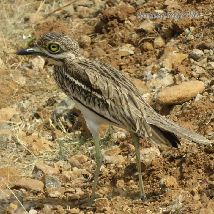 Indian Thick-knee - Doulat  Vaghamode