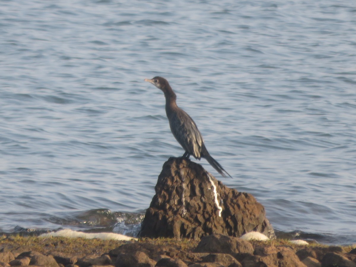 Little Cormorant - ML614255481