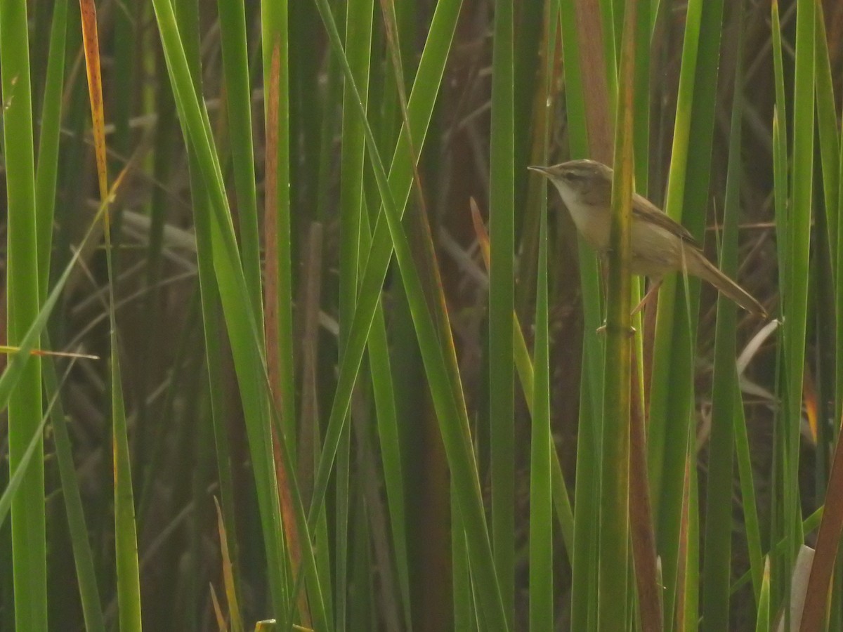 Paddyfield Warbler - ML614255485