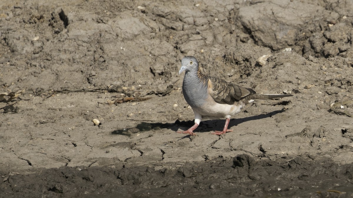 Bar-shouldered Dove - Markus Craig