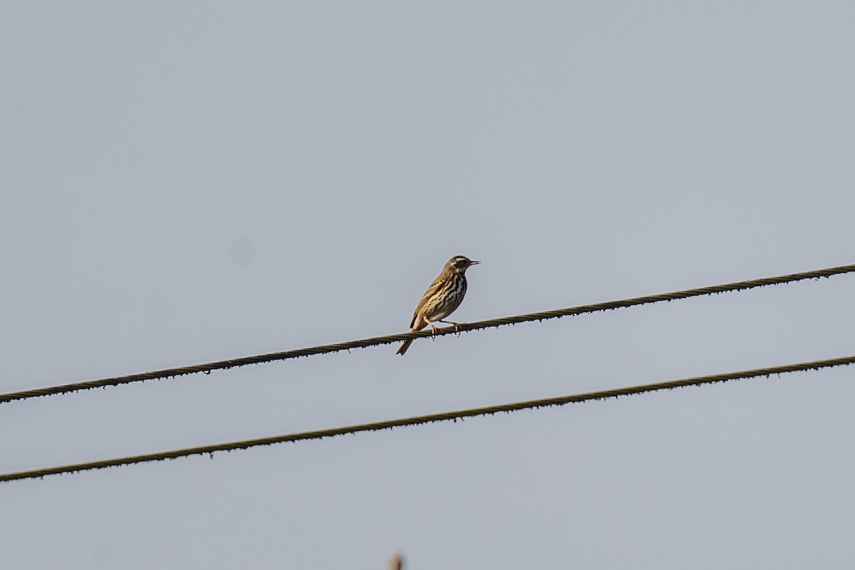 Olive-backed Pipit - ML614255535