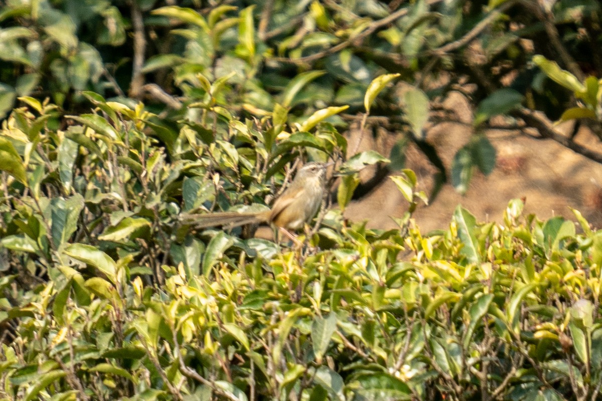 Black-throated Prinia - ML614255549