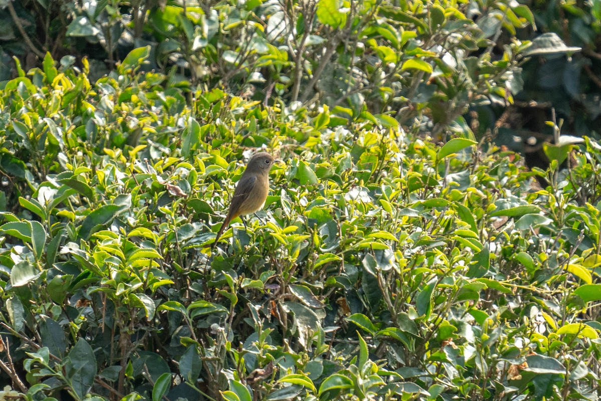 Black Redstart - ML614255573