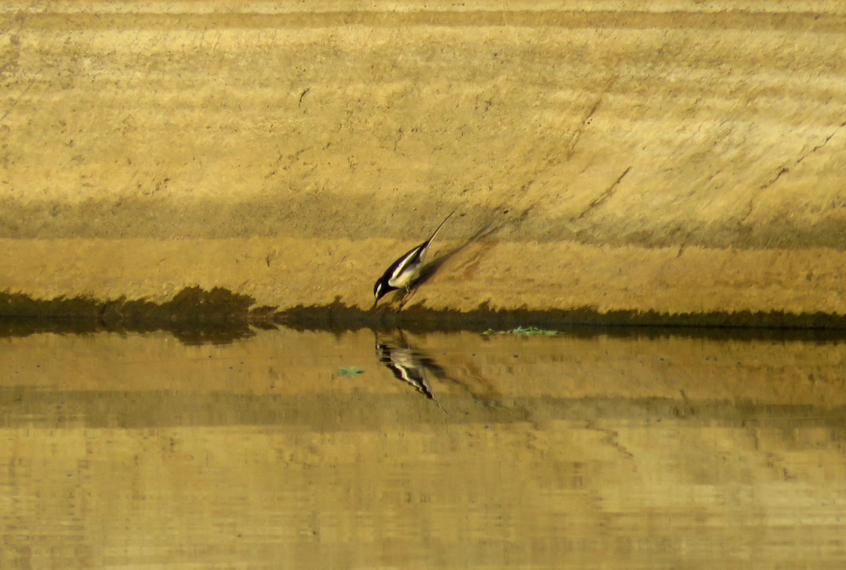 White-browed Wagtail - Deepa Mohan