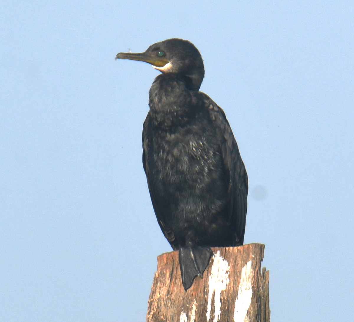 Cormoran à cou brun - ML614255611