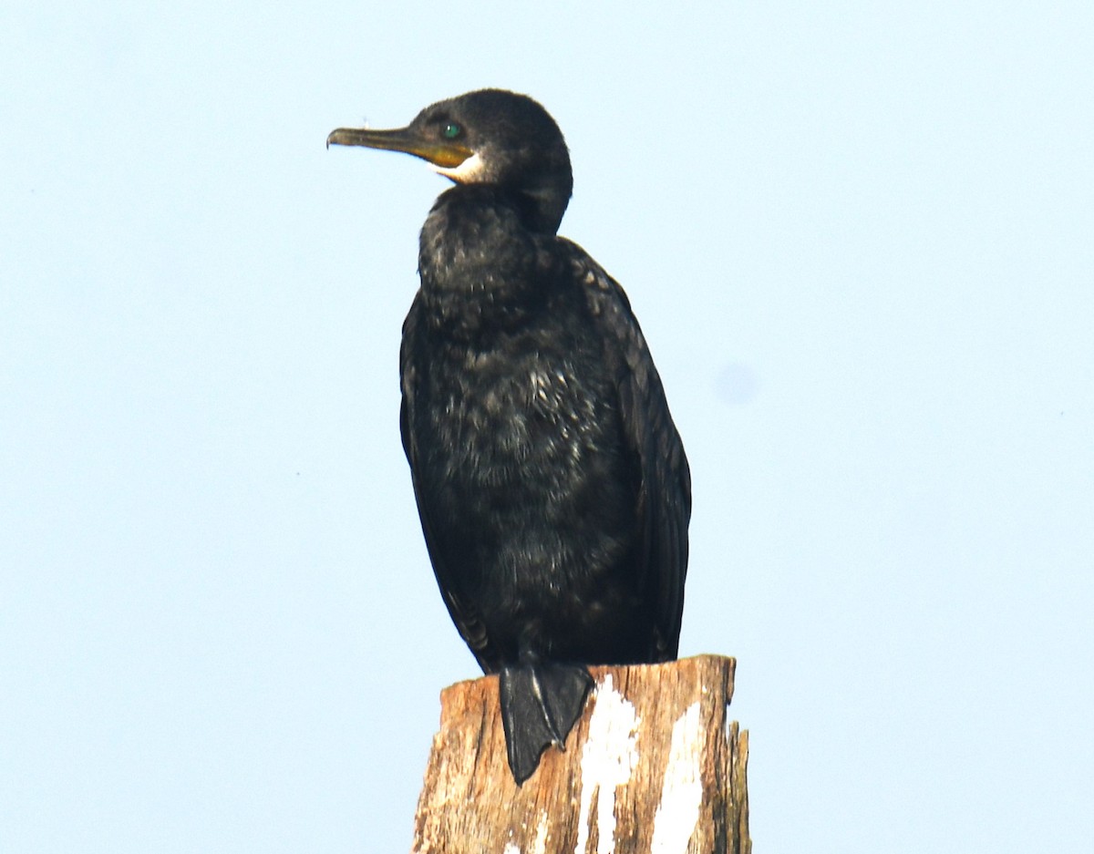 Cormoran à cou brun - ML614255613