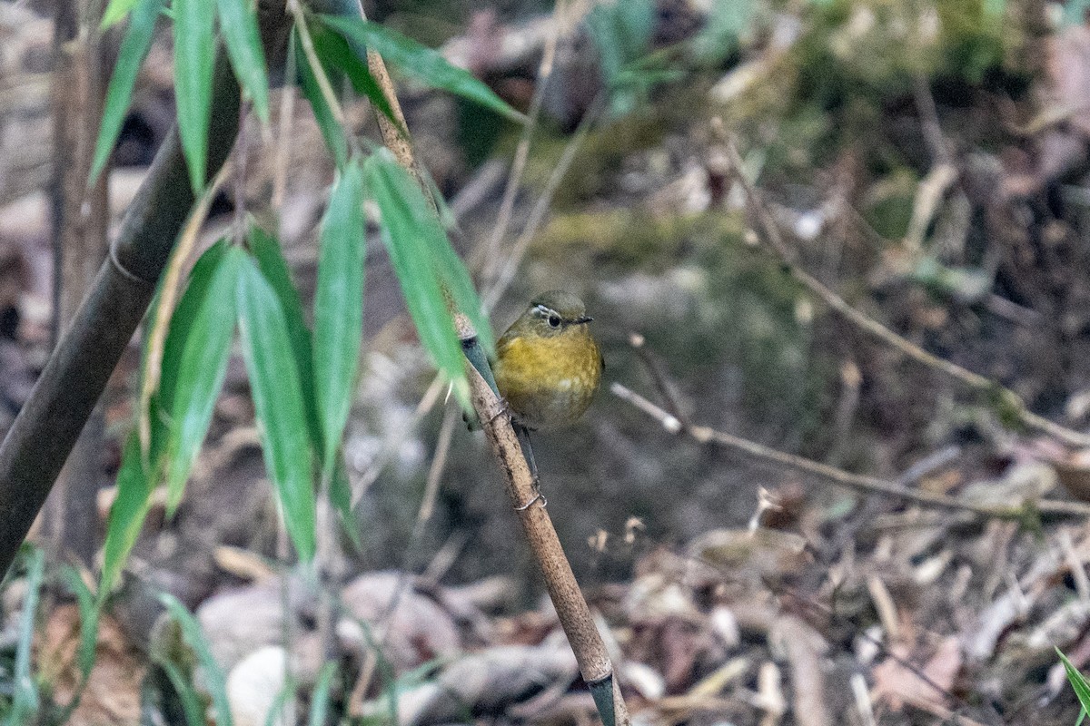 White-browed Bush-Robin - ML614255683