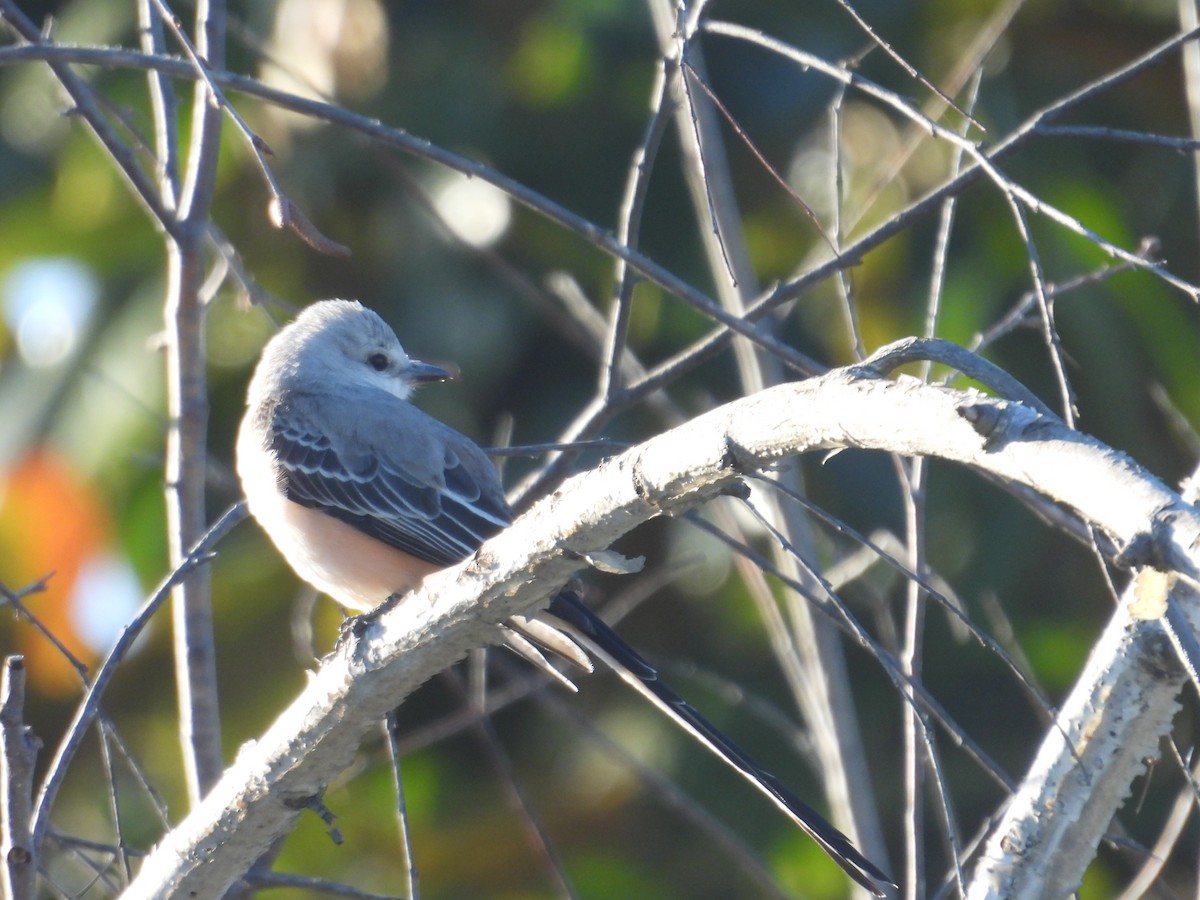 Scissor-tailed Flycatcher - ML614255741