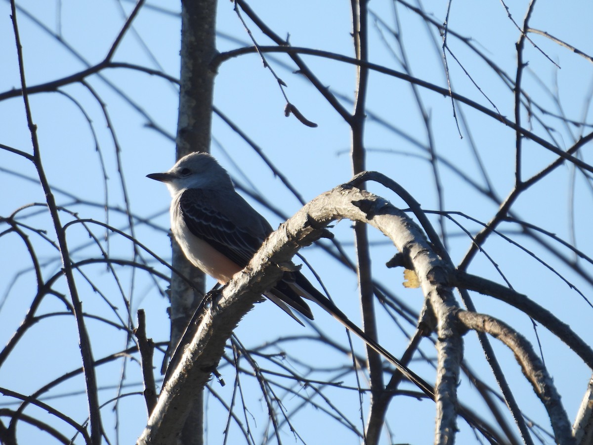 Scissor-tailed Flycatcher - Juan Ramírez