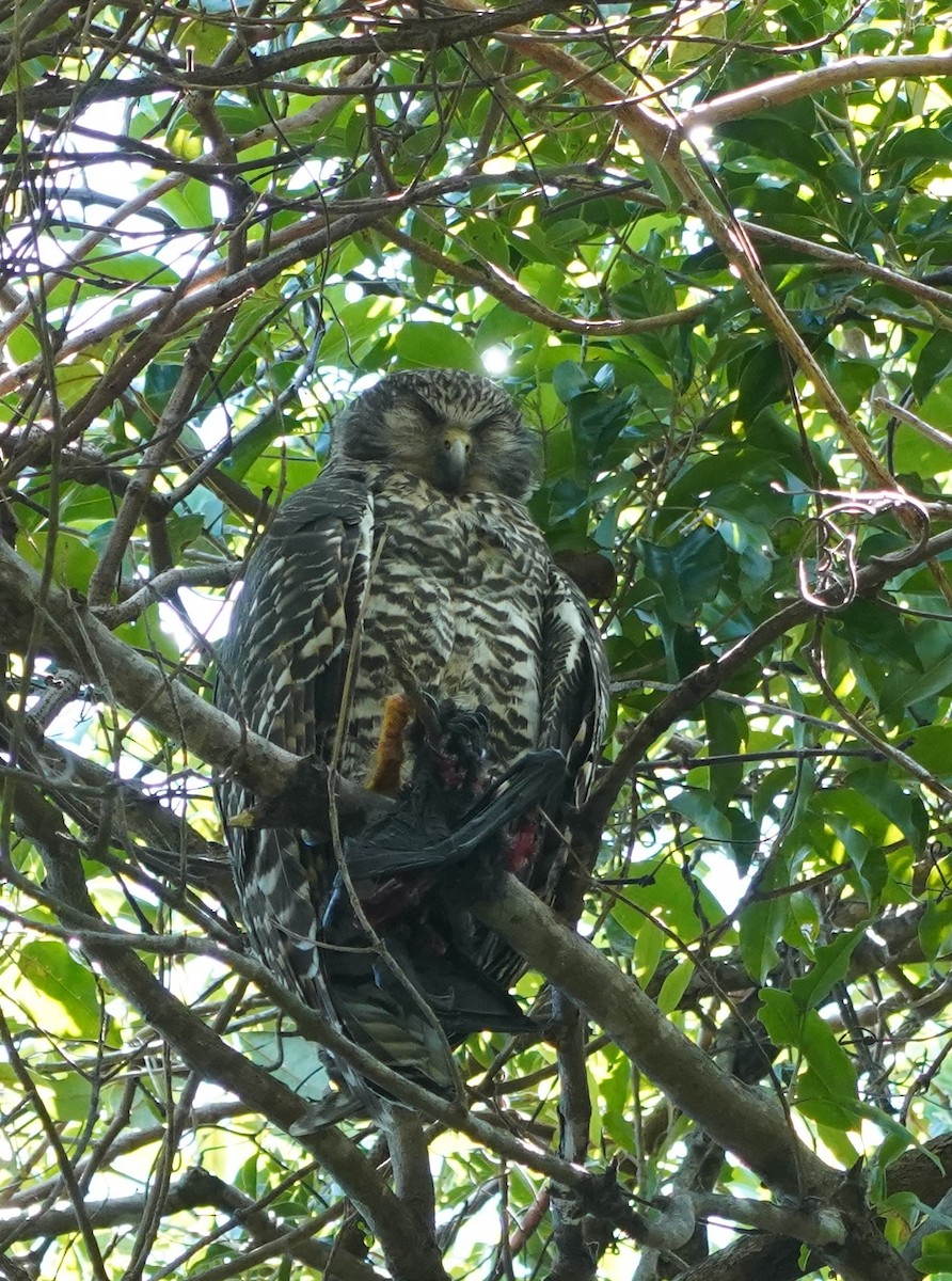 Powerful Owl - Ian Kerr