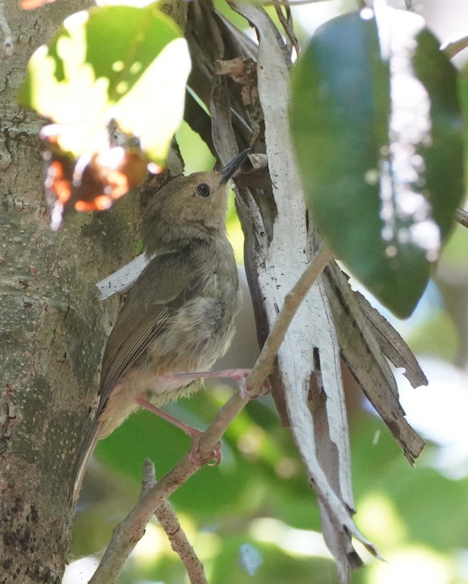 Large-billed Scrubwren - ML614255862