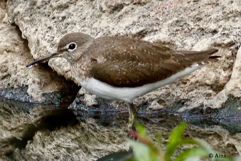 Green Sandpiper - ML614255902