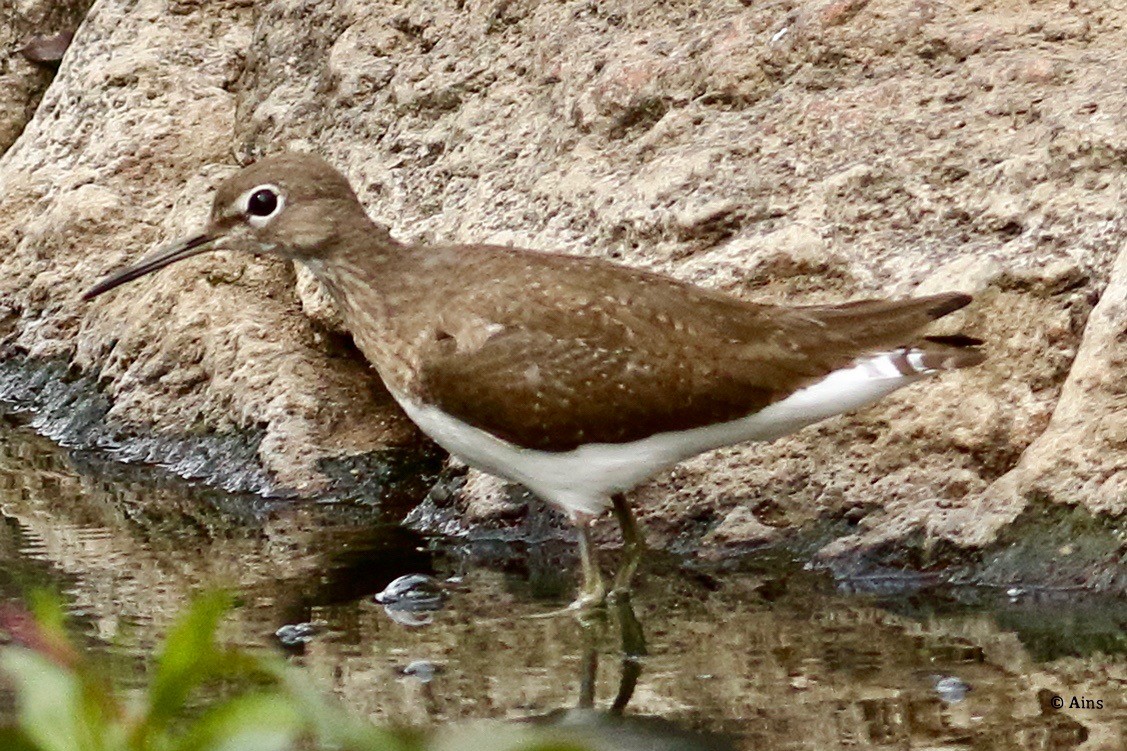 Green Sandpiper - ML614255903