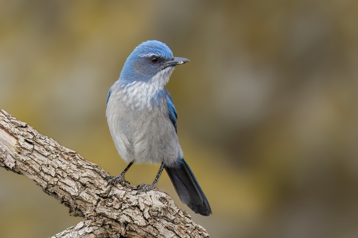 Woodhouse's Scrub-Jay - ML614255915