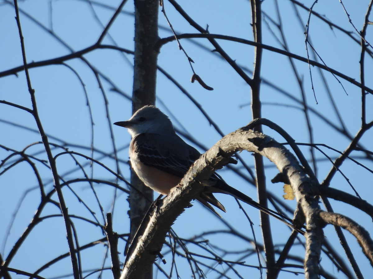 Scissor-tailed Flycatcher - Juan Ramírez