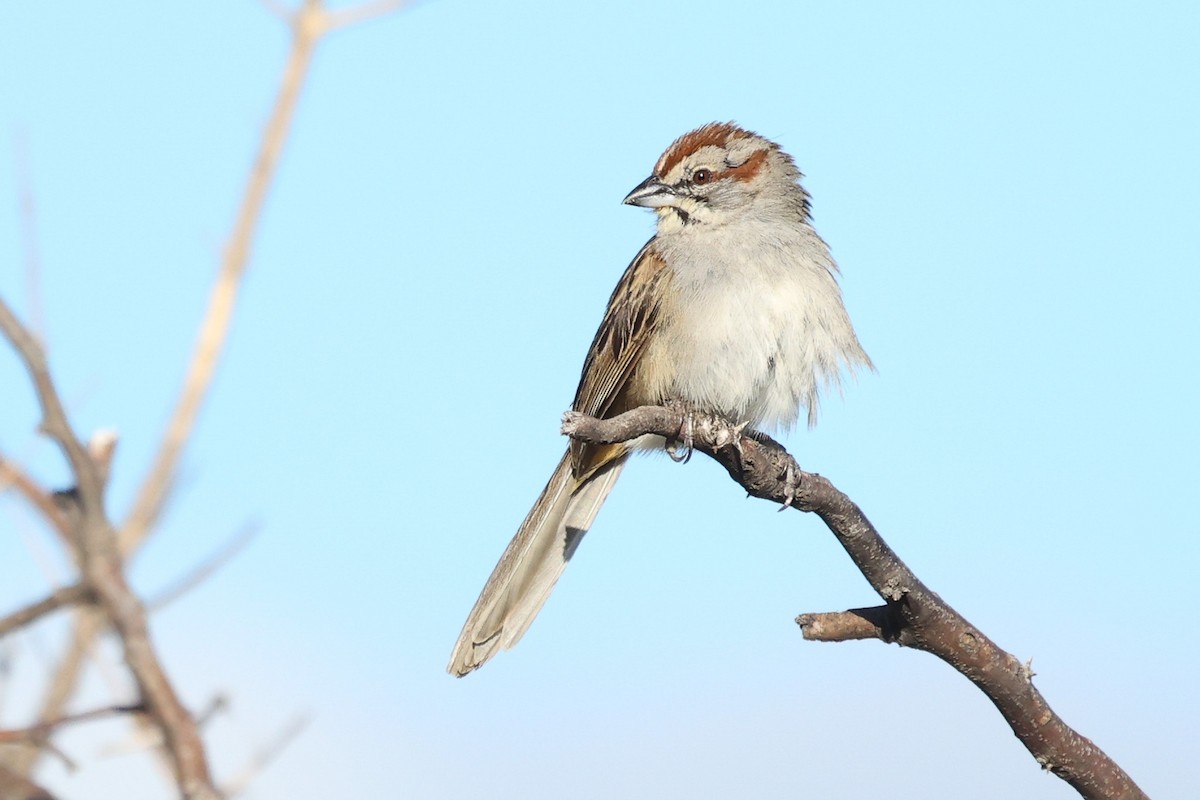 Chaco Sparrow - Daniel Engelbrecht - Birding Ecotours