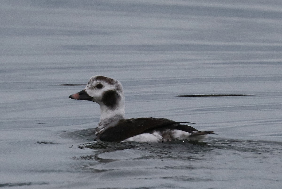 Long-tailed Duck - terrance carr