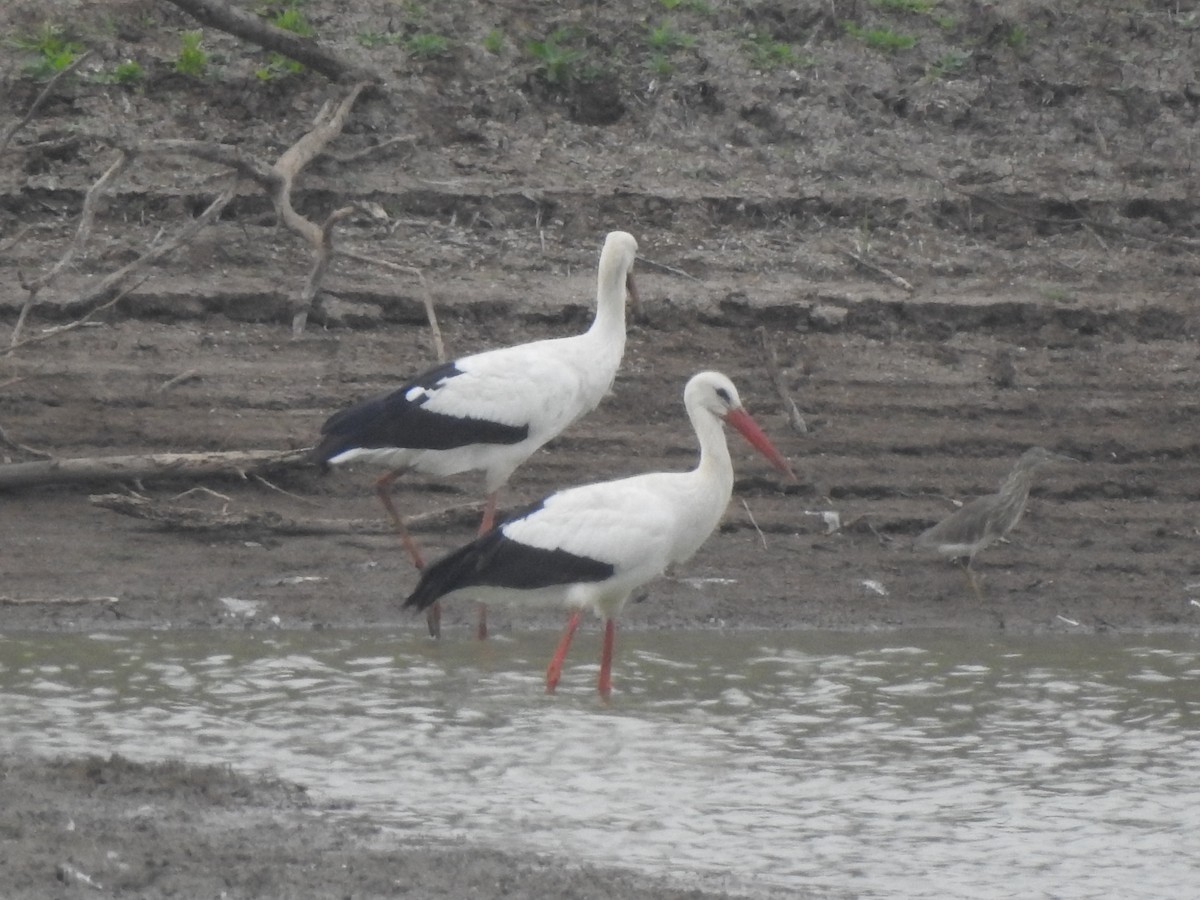 White Stork - Prabhanjan Behera