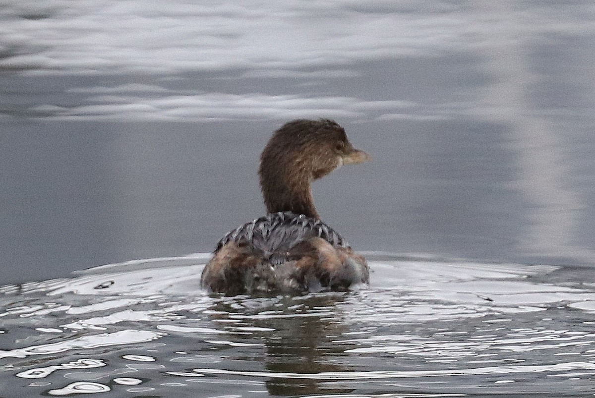 Pied-billed Grebe - terrance carr